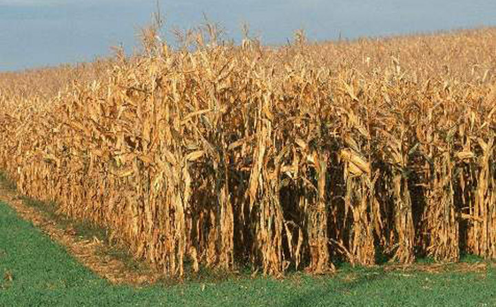 玉米秸稈廢棄物 玉米秸稈廢棄物